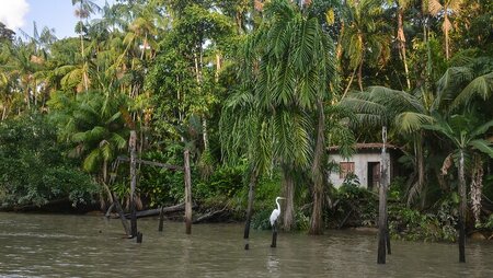 house by a forest river with a white bid sitting on a pole